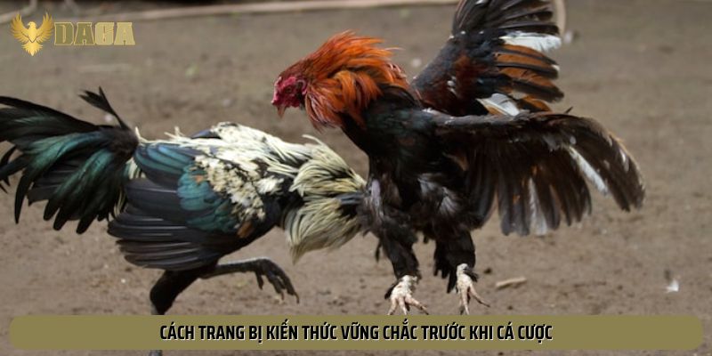 Cách trang bị kiến thức vững chắc trước khi cá cược