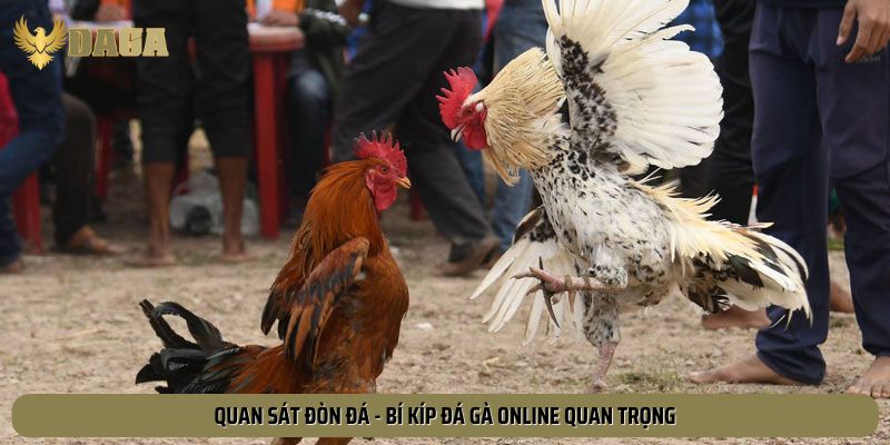 Quan sát đòn đá - bí kíp đá gà online quan trọng