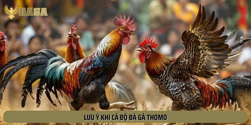Luu ý nên nắm vững khi chơi đá gà