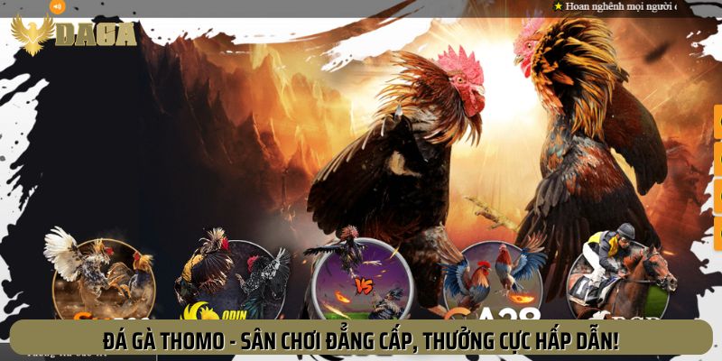 Ưu điểm khi chơi Đá Gà Thomo