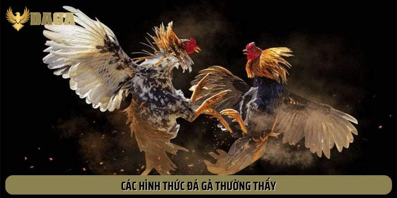 Các hình thức đá gà hay áp dụng