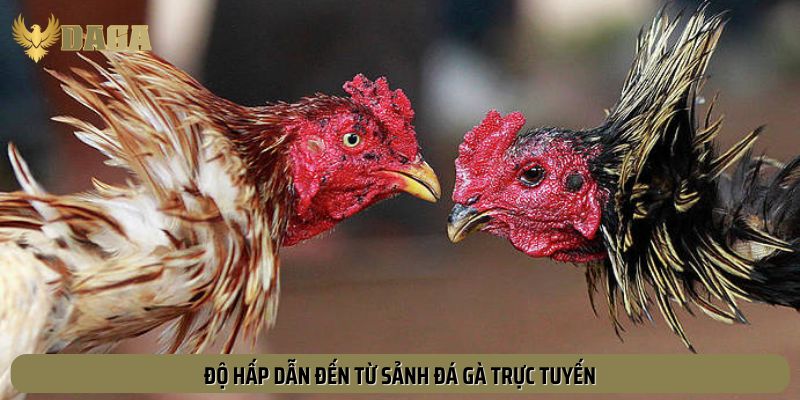 Độ hấp dẫn từ sảnh đá gà