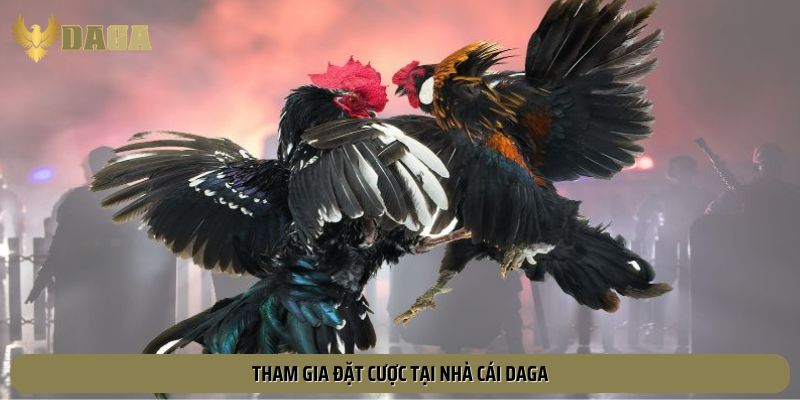 Thành viên đặt cược tại hệ thống