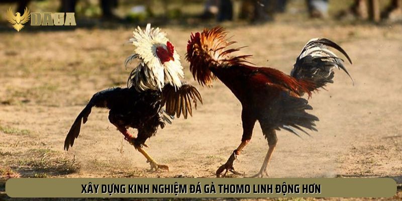 Nên có một kinh nghiệm đá gà Thomo linh hoạt hơn