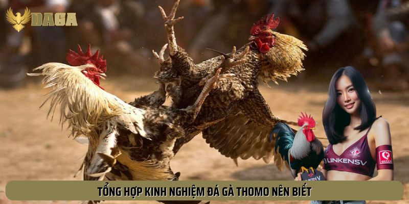 Các kinh nghiệm đá gà Thomo được truyền thụ