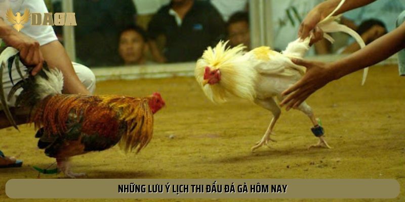 Lưu ý khi coi lịch thi đấu đá gà hôm nay