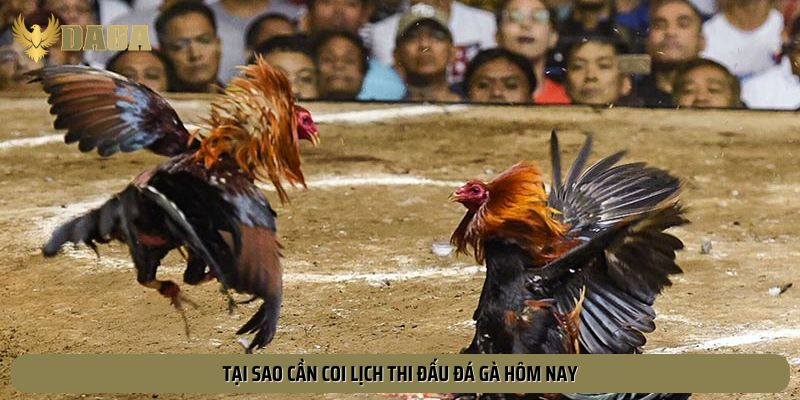 Nguyên nhân cần xem lịch thi đấu đá gà hôm nay