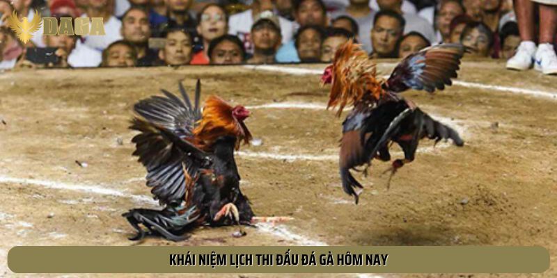 Sơ lược về lịch thi đấu đá gà hôm nay