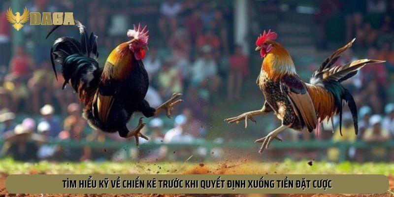 Thành viên quan sát và phân tích trận đấu gà trực tiếp trước khi đặt cược