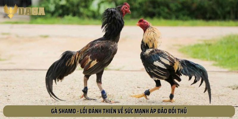 Gà Shamo - lối đánh thiên về sức mạnh áp đảo đối thủ