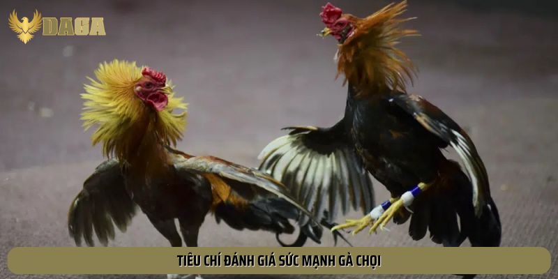 Tiêu chí đánh giá sức mạnh gà chọi