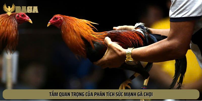 Tầm quan trọng của phân tích sức mạnh gà chọi