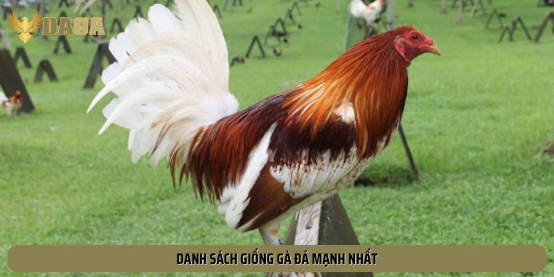 Danh sách giống gà đá mạnh nhất