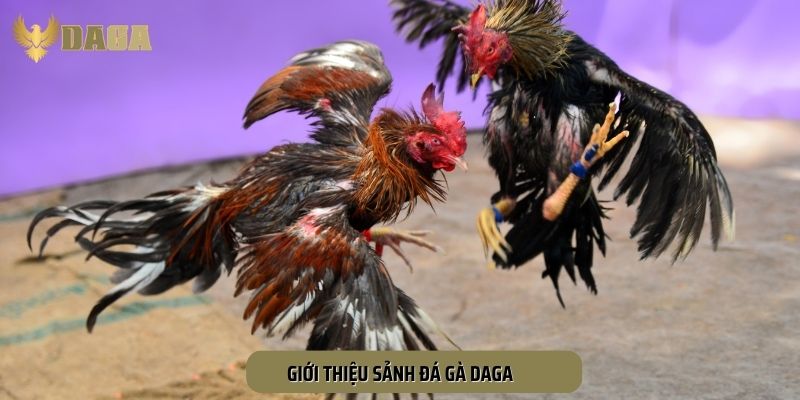 Trải nghiệm cá cược hấp dẫn nhất ngay hôm nay cùng những trận đấu gà tại DAGA