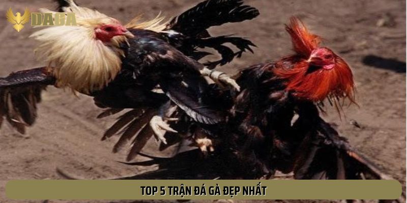 Danh sách 5 trận đá gà đẹp nhất