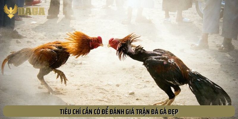 Tiêu chí để đánh giá trận đá gà đẹp