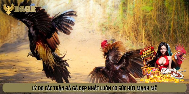Lý do nhận định được trận đá gà nào đẹp nhất